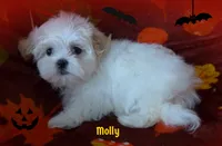 Molly, a female Maltese and Mal Shi for sale in Chagrin Falls, OH – 5 of 8