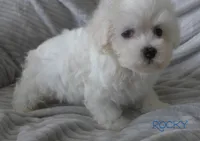 Rocky, a male Maltese for sale in Chagrin Falls, OH – 3 of 5