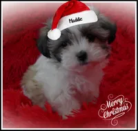 Maddie, a female Maltese and Mal Shi for sale in Chagrin Falls, OH – Photo 10 of 10