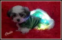 Maddie, a female Maltese and Mal Shi for sale in Chagrin Falls, OH – Photo 6 of 10