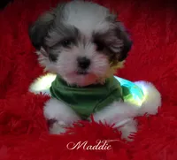 Maddie, a female Maltese and Mal Shi for sale in Chagrin Falls, OH – Photo 3 of 10