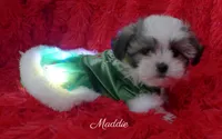 Maddie, a female Maltese and Mal Shi for sale in Chagrin Falls, OH – Photo 4 of 10