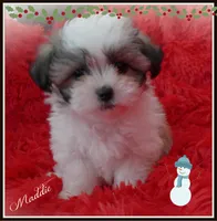 Maddie, a female Maltese and Mal Shi for sale in Chagrin Falls, OH – Photo 1 of 10