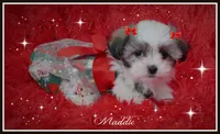 Maddie, a female Maltese and Mal Shi for sale in Chagrin Falls, OH – Photo 2 of 10