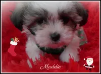 Maddie, a female Maltese and Mal Shi for sale in Chagrin Falls, OH – Photo 8 of 10