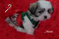 Maddie, a female Maltese and Mal Shi for sale in Chagrin Falls, OH – Photo 7 of 10