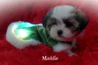 Maddie, a female Maltese and Mal Shi for sale in Chagrin Falls, OH – Photo 5 of 10