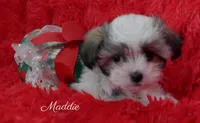 Maddie, a female Maltese and Mal Shi for sale in Chagrin Falls, OH – Photo 9 of 10