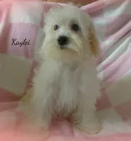 Kaylei, a female Maltipoo and Maltese for sale in Chagrin Falls, OH – 4 of 7