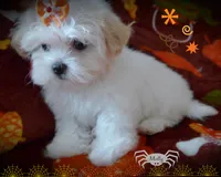 Molly, a female Maltese and Mal Shi for sale in Chagrin Falls, OH – 8 of 8