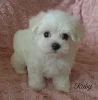 Ruby, a female Maltese for sale in Chagrin Falls, OH – 2 of 5