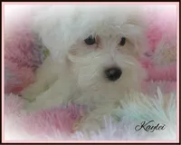 Kaylei, a female Maltipoo and Maltese for sale in Chagrin Falls, OH – 3 of 8