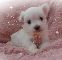 Lucy, a female Maltese for sale in Chagrin Falls, OH – Photo 1 of 5