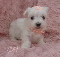 Lucy, a female Maltese for sale in Chagrin Falls, OH – Photo 4 of 5