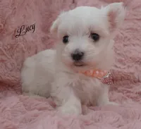Lucy, a female Maltese for sale in Chagrin Falls, OH – Photo 5 of 5