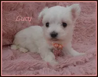 Lucy, a female Maltese for sale in Chagrin Falls, OH – Photo 2 of 5