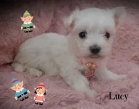 Lucy, a female Maltese for sale in Chagrin Falls, OH – Photo 3 of 5