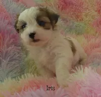 Iris, a female Maltese and Mal Shi for sale in Chagrin Falls, OH – 3 of 7
