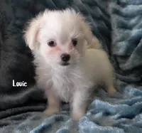Louie, a male Mal Shi for sale in Chagrin Falls, OH – 2 of 5
