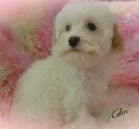 Eden, a female Maltipoo and Maltese for sale in Chagrin Falls, OH – 3 of 6