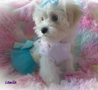 Camilla, a female Maltese and Mal Shi for sale in Chagrin Falls, OH – 9 of 10
