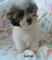 Lucas, a male Maltese and Mal Shi for sale in Chagrin Falls, OH – 3 of 5