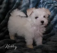 Harley, a male Maltipoo and Maltese for sale in Chagrin Falls, OH – 5 of 6