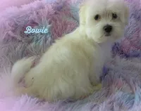 Bowie, a male Maltese and Mal Shi for sale in Chagrin Falls, OH – 4 of 6