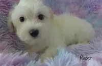 Ryder, a male Maltipoo and Maltese for sale in Chagrin Falls, OH – 2 of 6