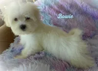 Bowie, a male Maltese and Mal Shi for sale in Chagrin Falls, OH – 3 of 6