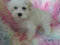 Kaylei, a female Maltipoo and Maltese for sale in Chagrin Falls, OH – 8 of 8