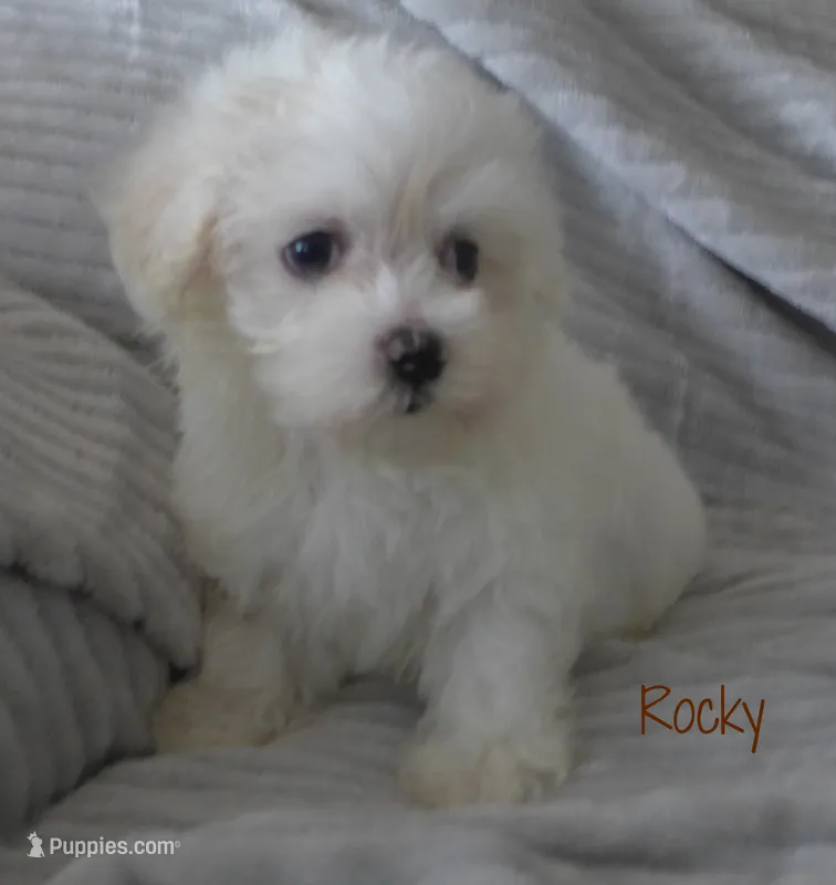 Rocky – Maltese puppy for sale in Chagrin Falls, OH