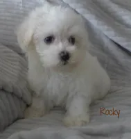 Rocky, a male Maltese for sale in Chagrin Falls, OH – 5 of 5