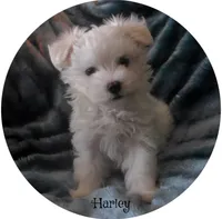 Harley, a male Maltipoo and Maltese for sale in Chagrin Falls, OH – 6 of 6
