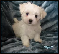 Wyatt, a male Mal Shi for sale in Chagrin Falls, OH – 4 of 6