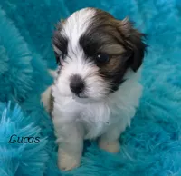 Lucas, a male Maltese and Mal Shi for sale in Chagrin Falls, OH – 5 of 6