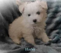 Harley, a male Maltipoo and Maltese for sale in Chagrin Falls, OH – 4 of 6