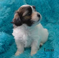 Lucas, a male Maltese and Mal Shi for sale in Chagrin Falls, OH – 6 of 6