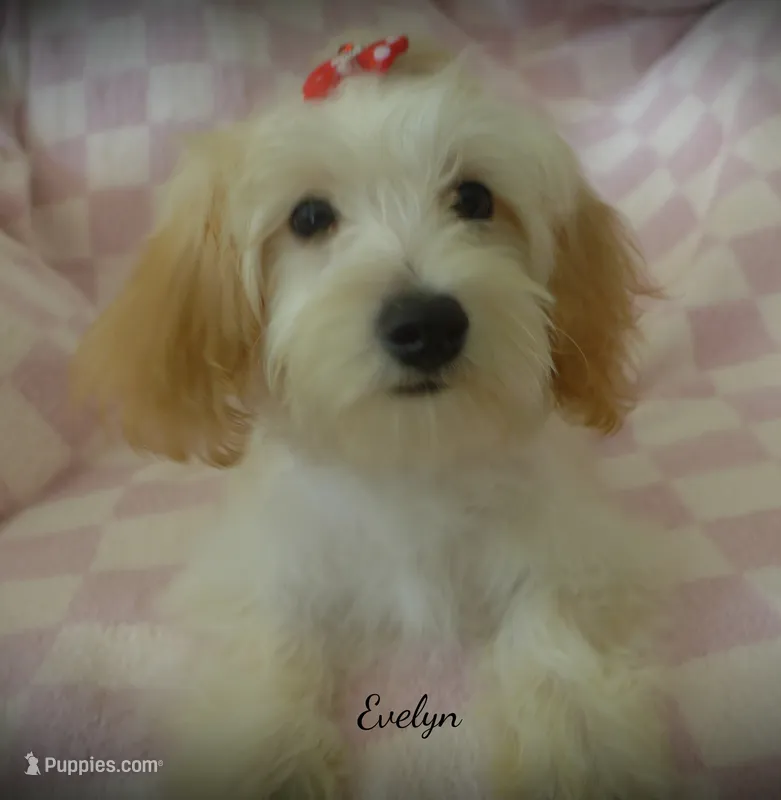 Evelyn – Maltipoo, Maltese puppy for sale in Chagrin Falls, OH