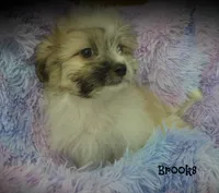 Brooks, a male Maltese and Mal Shi for sale in Chagrin Falls, OH – 2 of 7