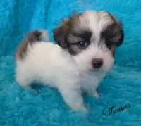 Thomas~RESERVED, a male Maltese and Mal Shi for sale in Chagrin Falls, OH – Photo 3 of 6