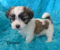 Thomas~RESERVED, a male Maltese and Mal Shi for sale in Chagrin Falls, OH – Photo 2 of 6