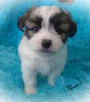 Thomas~RESERVED, a male Maltese and Mal Shi for sale in Chagrin Falls, OH – Photo 4 of 6