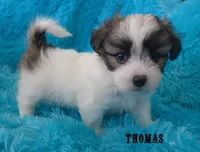 Thomas~RESERVED, a male Maltese and Mal Shi for sale in Chagrin Falls, OH – Photo 5 of 6