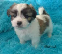 Thomas~RESERVED, a male Maltese and Mal Shi for sale in Chagrin Falls, OH – Photo 6 of 6