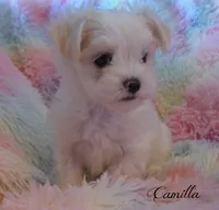 Camilla, a female Mal Shi for sale in Chagrin Falls, OH – 3 of 4
