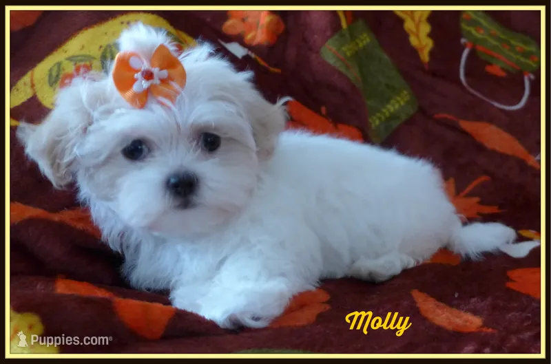 Molly – Maltese, Mal Shi puppy for sale in Chagrin Falls, OH
