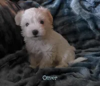 Oliver, a male Maltipoo and Maltese for sale in Chagrin Falls, OH – 2 of 5