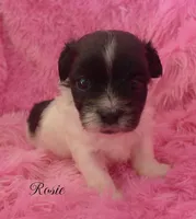 Rosie~RESERVED, a female Maltese and Mal Shi for sale in Chagrin Falls, OH – Photo 5 of 5