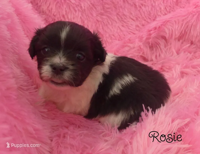 Rosie~RESERVED